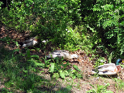 6月2日定例ウォーキング