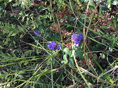 10月6日定例ウォーキング