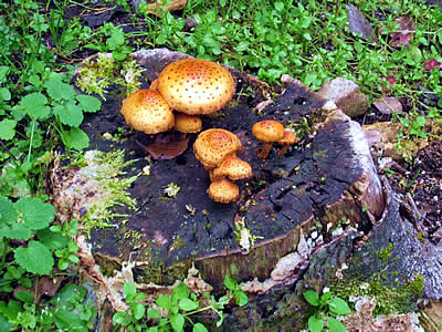 11月3日定例ウォーキング