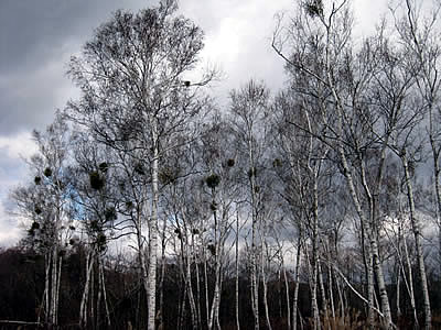 12月1日定例ウォーキング
