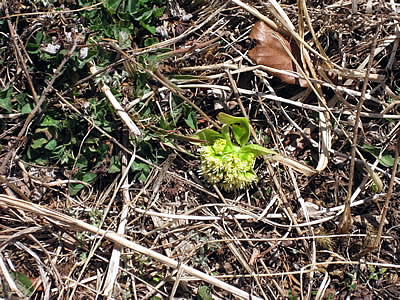 4月6日定例ウォーキング