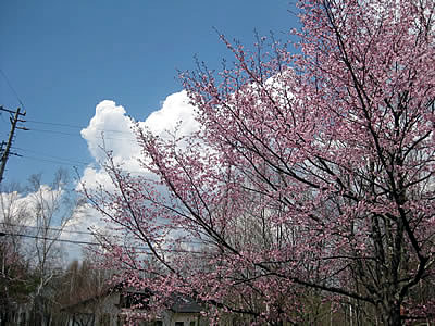 5月4日定例ウォーキング