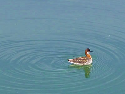 6月1日定例ウォーキング