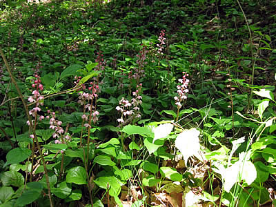 6月1日定例ウォーキング