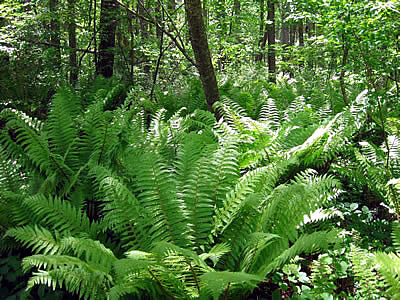 6月1日定例ウォーキング