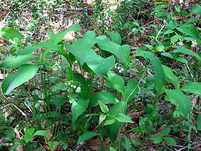 6月1日定例ウォーキング