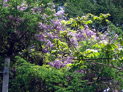 6月1日定例ウォーキング