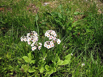6月1日定例ウォーキング
