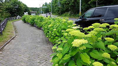 7月6日定例ウォーキング