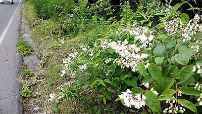 7月6日定例ウォーキング