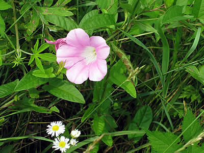 8月3日定例ウォーキング