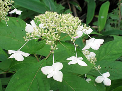 8月3日定例ウォーキング