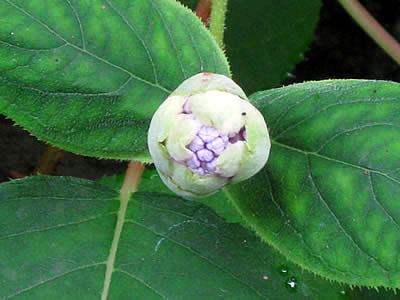 8月3日定例ウォーキング