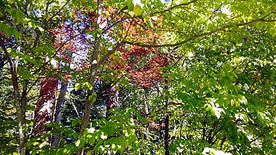 10月5日定例ウォーキング