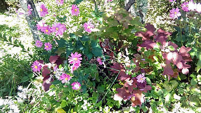 10月5日定例ウォーキング