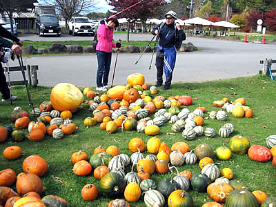 11月2日定例ウォーキング