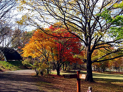 11月2日定例ウォーキング