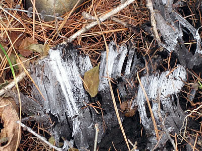 12月7日定例ウォーキング