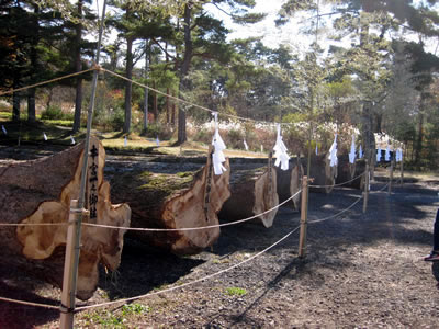 11月6日定例ウォーキング