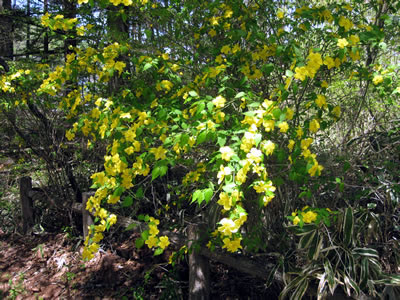 5月7日定例ウォーキング