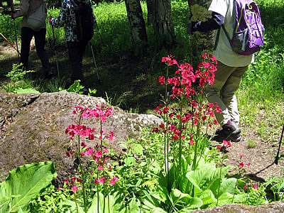 6月4日定例ウォーキング