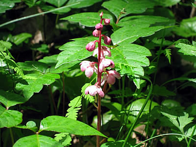 6月4日定例ウォーキング