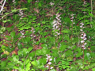 6月4日定例ウォーキング