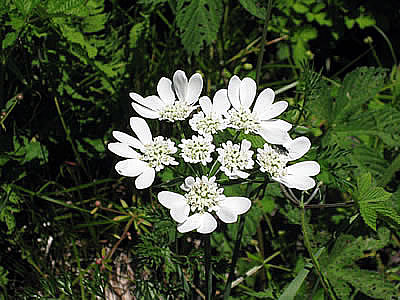 6月4日定例ウォーキング