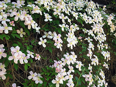 6月4日定例ウォーキング