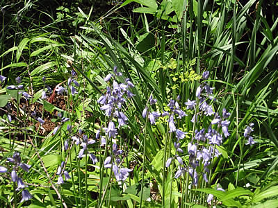 6月4日定例ウォーキング