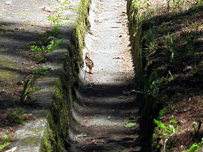 6月4日定例ウォーキング