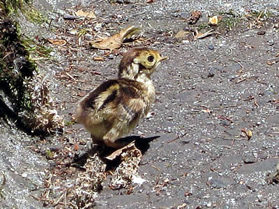 6月4日定例ウォーキング