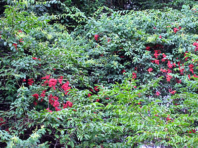 8月6日定例ウォーキング