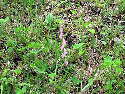 8月6日定例ウォーキング