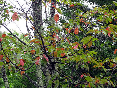 9月3日定例ウォーキング