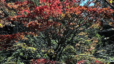 10月8日定例ウォーキング