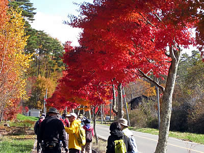 11月5日定例ウォーキング