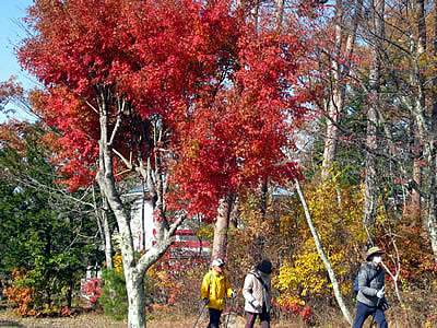 11月5日定例ウォーキング