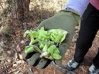 4月2日定例ウォーキング