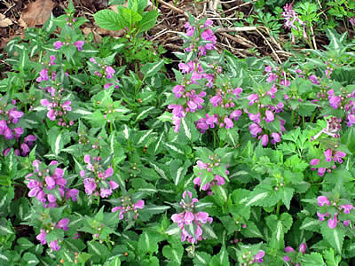 5月6日定例ウォーキング