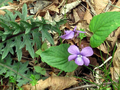 5月6日定例ウォーキング
