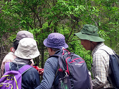 5月6日定例ウォーキング
