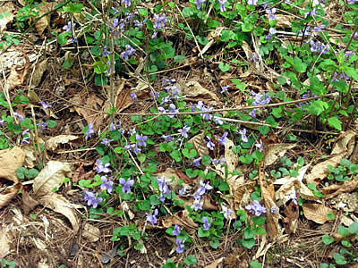 5月6日定例ウォーキング