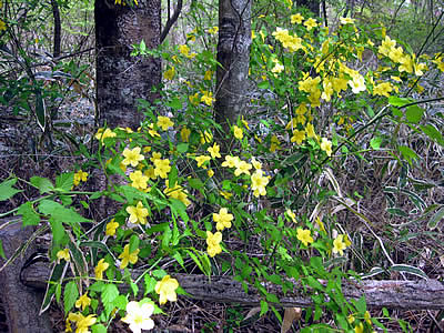 5月6日定例ウォーキング