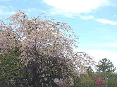 5月6日定例ウォーキング