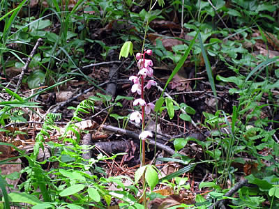 6月3日定例ウォーキング