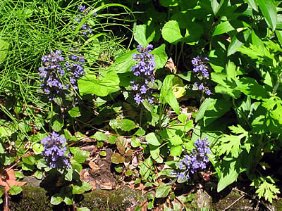 6月3日定例ウォーキング