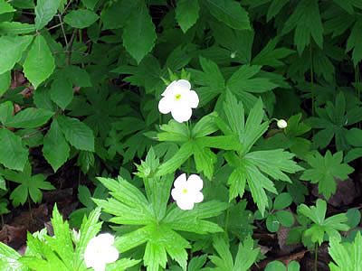 6月3日定例ウォーキング