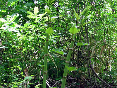 6月3日定例ウォーキング