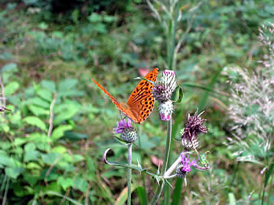 9月2日定例ウォーキング